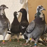 کفتر جوجه پلاکی مسافتی ابلغ