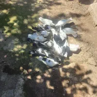 کبوتر|پرنده|رودبار, |دیوار