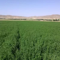 فروش ۸ هکتار زمین کشاورزی کوهجرد