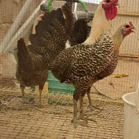 نیمچه مرغ و خروس نژاد براکل