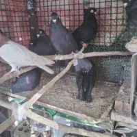 بیله کبوتر ابادانی صرب