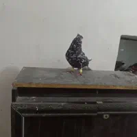 پرنده|پرنده|دهدشت, |دیوار