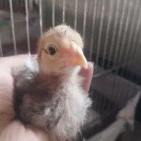 جوجه گلین|حیوانات مزرعه|شیروان (لرستان), |دیوار