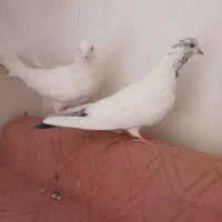 کبوترتهرانی