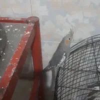 ۵ عددعروس هلندی