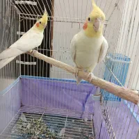 عروس هلندی جفت