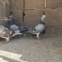 ۳ تا نر تعبیدی|پرنده|وحیدیه, |دیوار