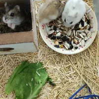 همستر کوتوله روبروفسکی