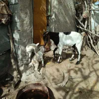 بز درجه یک شیرا (گوسفند)|حیوانات مزرعه|کرمان, |دیوار