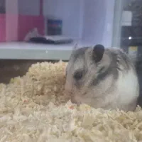 همستر|موش و خرگوش|محمدیه-قزوین, |دیوار