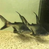 پنکوسی شکاری|ماهی|مهاباد (آذربایجان غربی), |دیوار