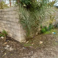 درخت نخل فنیکس|گل و گیاه طبیعی|خمام, |دیوار