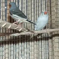 طوقی ماده فنچ|پرنده|سراوان, |دیوار