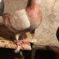 کبوتر|حیوانات|شیروان (خراسان), |دیوار