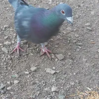 کبوتر پلاکی|پرنده|زنجان, |دیوار