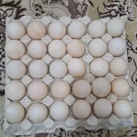 تخم اردک|حیوانات مزرعه|قهدریجان, |دیوار