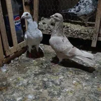 نروماده کوهی