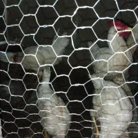 خروس|حیوانات مزرعه|فسا, |دیوار