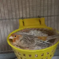 ی جفت قناری با جوجه