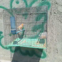 قناری موزایکی نر