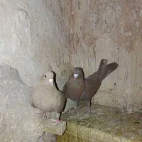 جفت زرد گلی و نر تک