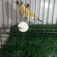 سهره فرانسوی