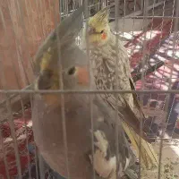یک جفت عروس هلندی صحیح و سالم