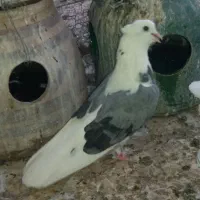 کفتر تیر  ماه
