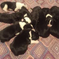 قهدریجانی|سگ|پاکدشت, خاتون آباد|دیوار