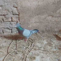 کبوتر مسافتی