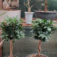 بن سای رتوزا