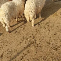 ۳ عدد بره نروماده