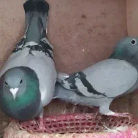 پشتی کبوتر|پشتی|مشهد, بهار|دیوار