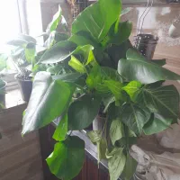 گل و گیاه اپارتمانی