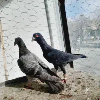 نروماده|حیوانات|تاکستان, |دیوار