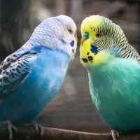 همگی بخونید