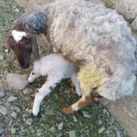 میش وبره ماده قیمت ۱۲۵۰۰