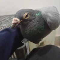 کفتر ابلغ پلاکی