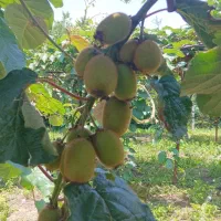 فروش میوه کیوی