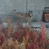 ماده سرابی دکور|سگ|سراب, |دیوار