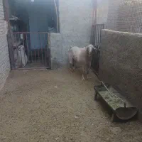 سلام فروش یک راس چپش نژاد دار|حیوانات مزرعه|بافق, |دیوار