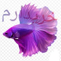 عکس دیده شه ماهی فایتر بنفش
