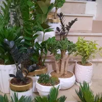 گلهای اپارتمانی زیبا|گل و گیاه طبیعی|تبریز, |دیوار