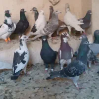 کفتر پلاکی|پرنده|شیراز, پانصد دستگاه ارتش|دیوار