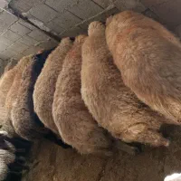 گوسفند داشتی مالچه