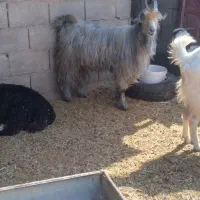 بره و‌میش|حیوانات مزرعه|مسجد سلیمان, |دیوار