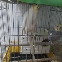 عروس هلندی دو جفت ۴عدد