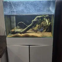 چانا گلدن کبرا