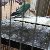 طوطی کوتوله نر مولد