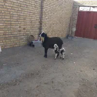 پنج‌راس‌شیشک‌بره‌داره‌شکم‌اول‌درجه‌یک